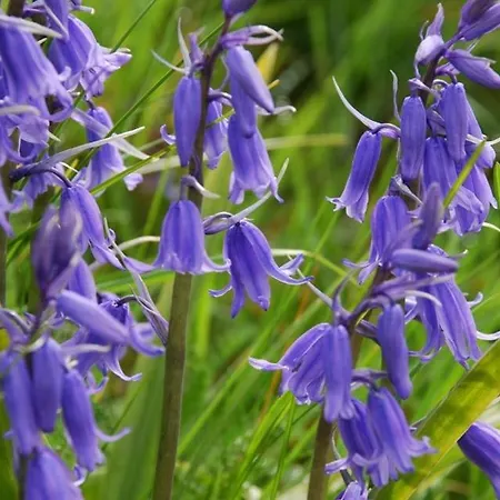Bluebell - House * Manorhamilton
